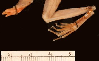 Media type: image;   Herpetology A-125024